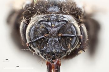 Media type: image;   Entomology 815956 Aspect: head frontal view